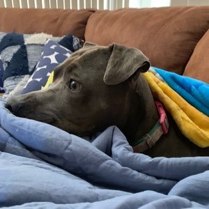 Meet your Posher, Tatum